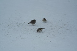 Rødstrupe (Erithacus rubecula)