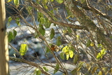 Rødstrupe (Erithacus rubecula)