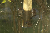 Pilfink (Passer montanus)