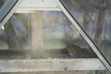 Rødstrupe (Erithacus rubecula)