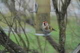 Stillits (Carduelis carduelis)