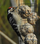 Lesser Spotted Woodpecker (Dendrocopos minor)