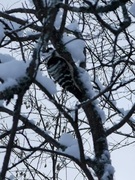 Lesser Spotted Woodpecker (Dendrocopos minor)