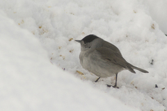 Blackcap (Sylvia atricapilla)
