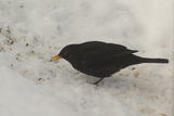 Svarttrost (Turdus merula)