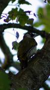 Green Woodpecker (Picus viridis)