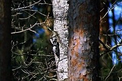 White-backed Woodpecker (Dendrocopos leucotos)