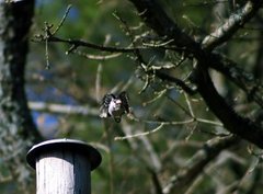 White-backed Woodpecker (Dendrocopos leucotos)