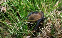 Pipistrellus