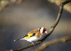 European Goldfinch (Carduelis carduelis)