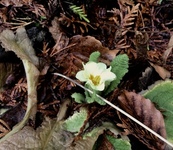 Kusymre (Primula vulgaris)