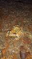 Padde (Bufo bufo)