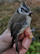 Toppmeis (Lophophanes cristatus)