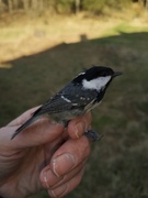 Coal Tit (Periparus ater)