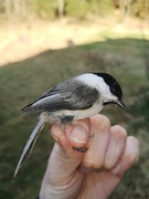 Willow Tit (Poecile montanus)