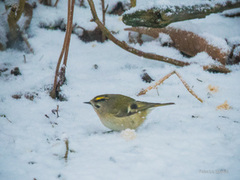 Fuglekonge (Regulus regulus)