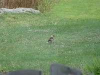 Kjernebiter (Coccothraustes coccothraustes)