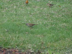 Hedge Accentor (Prunella modularis)