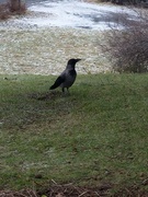 Hooded Crow (Corvus cornix)