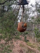 Robin (Erithacus rubecula)