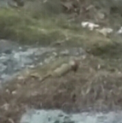 Green Woodpecker (Picus viridis)