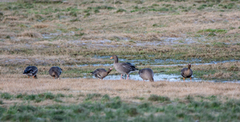 Greylag Goose (Anser anser)