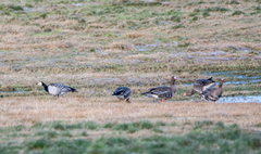 Greylag Goose (Anser anser)