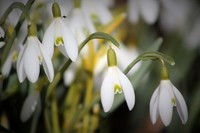 Snøklokke (Galanthus nivalis)