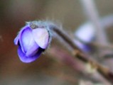 Blåveis (Hepatica nobilis)