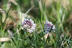 Alpine Penny-cress (Noccaea caerulescens)