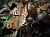 Neslesommerfugl (Aglais urticae)