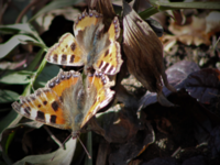 Neslesommerfugl (Aglais urticae)