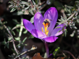 Jordbier (Andrena)