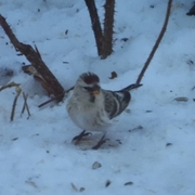 Polarsisik (Carduelis hornemanni)