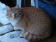 Cat (Felis catus)