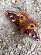 Emperor Moth (Saturnia pavonia)