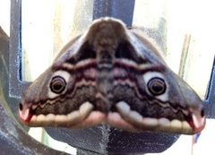 Emperor Moth (Saturnia pavonia)