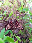 Emperor Moth (Saturnia pavonia)