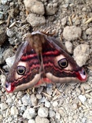 Emperor Moth (Saturnia pavonia)