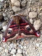 Nattpåfugløye (Saturnia pavonia)