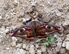 Nattpåfugløye (Saturnia pavonia)