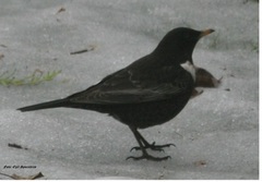 Ring Ouzel (Turdus torquatus)