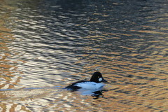 Kvinand (Bucephala clangula)