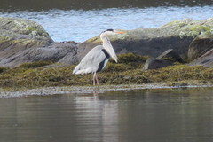 Gråhegre (Ardea cinerea)