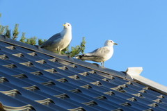 Mew Gull (Larus canus)