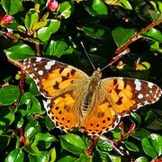 Painted Lady (Vanessa cardui)