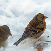 Bjørkefink (Fringilla montifringilla)