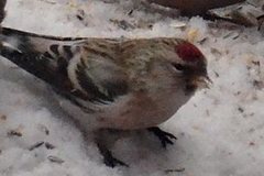 Arctic Redpoll (Acanthis hornemanni)