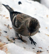 Lesser Redpoll (Acanthis cabaret)