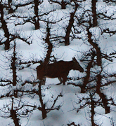 Moose (Alces alces)